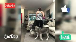 Trying to work out at home when you own dogs. | LadDog