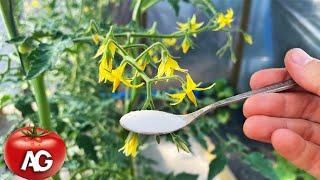 Super fertilization of tomatoes during flowering to increase the yield! Be sure to try it!