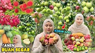 Panen Buah-Buahan Segar | Buah Siram Madu