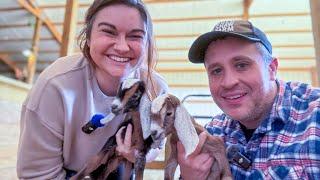 Goat Birth and Bouncing Babies (Happy birthday, little guys) | VLOG