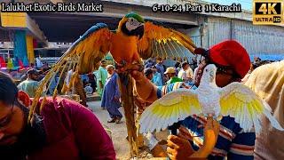 Lalukhet Exotic Rare and Unique Birds Market 6-10-24 Karachi Part 1 | Hen and Rooster Chicks