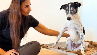 Dog Meets The Woman Who Saved Him 13 Years Ago!