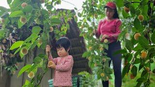 Harvesting Fruit Go To Sell - Lý Phương Anh