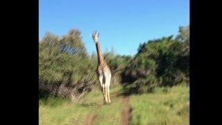 Does giraffe chasing Jeep remind you of anything?