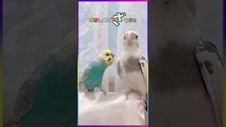 みむかゥわナイストライ#セキセイインコ#オカメインコ#インコ#たまご保育園