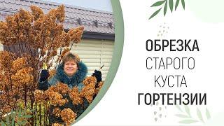 ОБРЕЗКА СТАРОГО КУСТА ГОРТЕНЗИИ