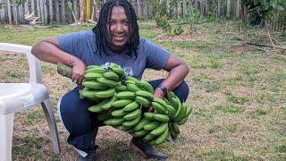 Backyard Banana harvest,  plus first time Hua Moa banana flowers