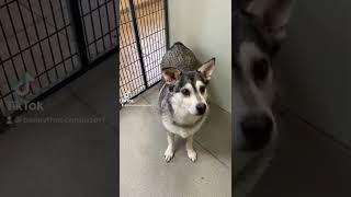 Enzo is a super adorable 6/7 yr old shepherd/husky mix  #adoptdontshop #happydogs #dogs