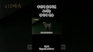#견주 가 없어지면 보이는 #강아지 반응