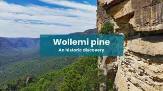 Wollemi pine - An historic discovery | #nswparks