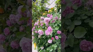 Crown princess Margareta and Rainy blue #瑪格麗特王妃#藍雨 #鉢植え#gardening #つるバラ#roses #short #garden #spring