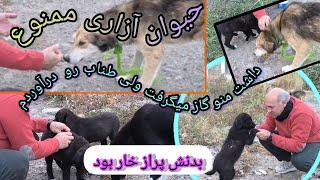 ولاگ روزانه: غذا رسانی و حمایت از حیوانات بی پناه در جاده