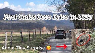 Driving Thru Cades Cove / The Great Smoky Mountains #bearsighting #deer #turkey