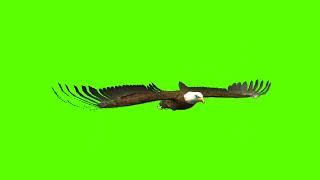 Engel Fly Green screen video effect full HD