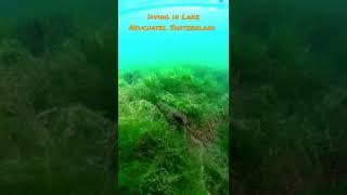 Diving in Lake Neuchatel Switzerland #shorts