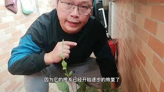 茉莉花“苏醒”，3件事要做好，新芽壮，花苞多