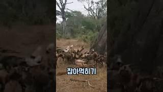 표범 vs 하이에나 vs 리카온 맹수들의 치열한 싸움! #동물 #이슈