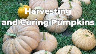 Come Harvest Our Pumpkins With Us!