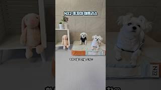 #광고 내 침대 구경할래?? #N32쪼꼬미매트리스 #시몬스 #N32 #펫매트리스 #강아지 #하루또이틀 #cute #dogshorts