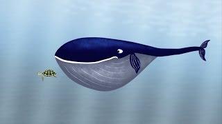 Whale