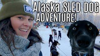 AMAZING Alaska Dog Sledding Adventure!