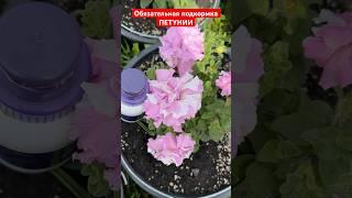 ОБЯЗАТЕЛЬНАЯ ПОДКОРМКА ПЕТУНИИ, поливайте так летом и ПЕТУНИЯ РАЗРАСТЕТСЯ ПЫШНЫМ ШАРОМ