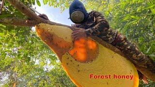 Harvesting wild honey from ancient trees is dangerous and not for the faint of heart.