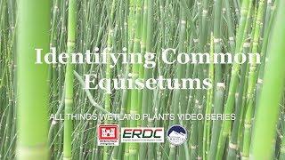 Identifying Common Equisetums