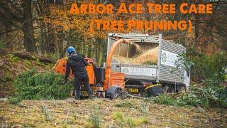 Arbor Ace Tree Care (tree pruning)