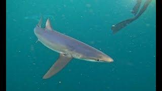 Blue Sharks at The Celtic Deep September 2024. Awesome bold sharks up close and personal!