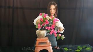 How to bend a bonsai - great bonsai bending skills #232