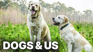 Dogs & Us - The Secret of a Friendship | Heart-warming Documentary