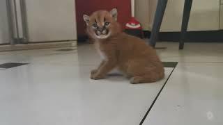 Caracal kitten chirps like a bird