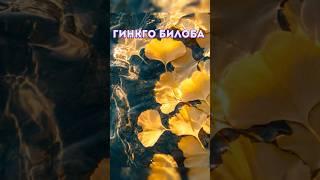 Артикул на ВБ: 215176979 Артикул на Озон: 1472867773