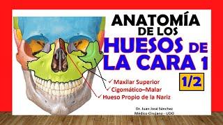  BONES OF THE FACE 1/2 - Upper Maxilla, Zygomatic, Own of the Nose