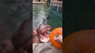 See how the hippo devours terrible food