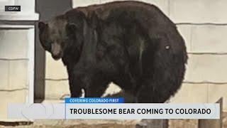 "Hank the Tank," troublesome Lake Tahoe bear, being sent to Colorado sanctuary