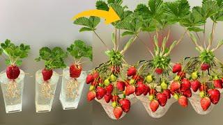 How To Grow Strawberry Plants From Strawberry Leaves in Strawberry Fruit and Water | Strawberry Tree