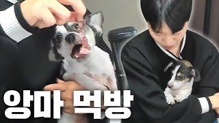 강아지 한우 ASMR