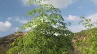 Moringa Seeds: Why Seed Type Matters!