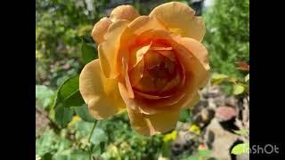 What to grow with roses David Austin cuttings Gardening tips