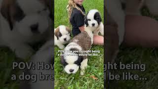 POV: how you thought being a dog breeder would be like...