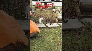 Home cat still quarrelling with outsiders#cat #catlover #catvideos