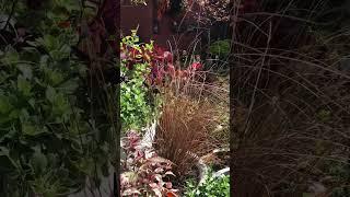 In the garden June 12 2024