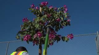 City of San Diego Partners with SDG&E to Plant 400 New Trees in City Heights