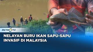 GAWAT! Ikan Sapu-sapu Diduga Penyebab Kerusakan Ekosistem Sungai di Malaysia