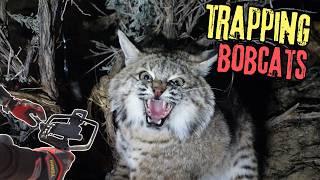 Trapping Bobcats || (UTAH TIPS + TRICKS)