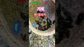 50년전 멸종된 줄 알았던 가제가 산속에 우글우글?! 진짜 운동회 하는 줄…”