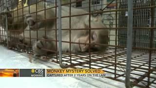 Tampa's wild monkey finally captured