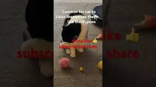 Common for cats  to clean themselves after they eat ..we all do it ! It’s the same for them